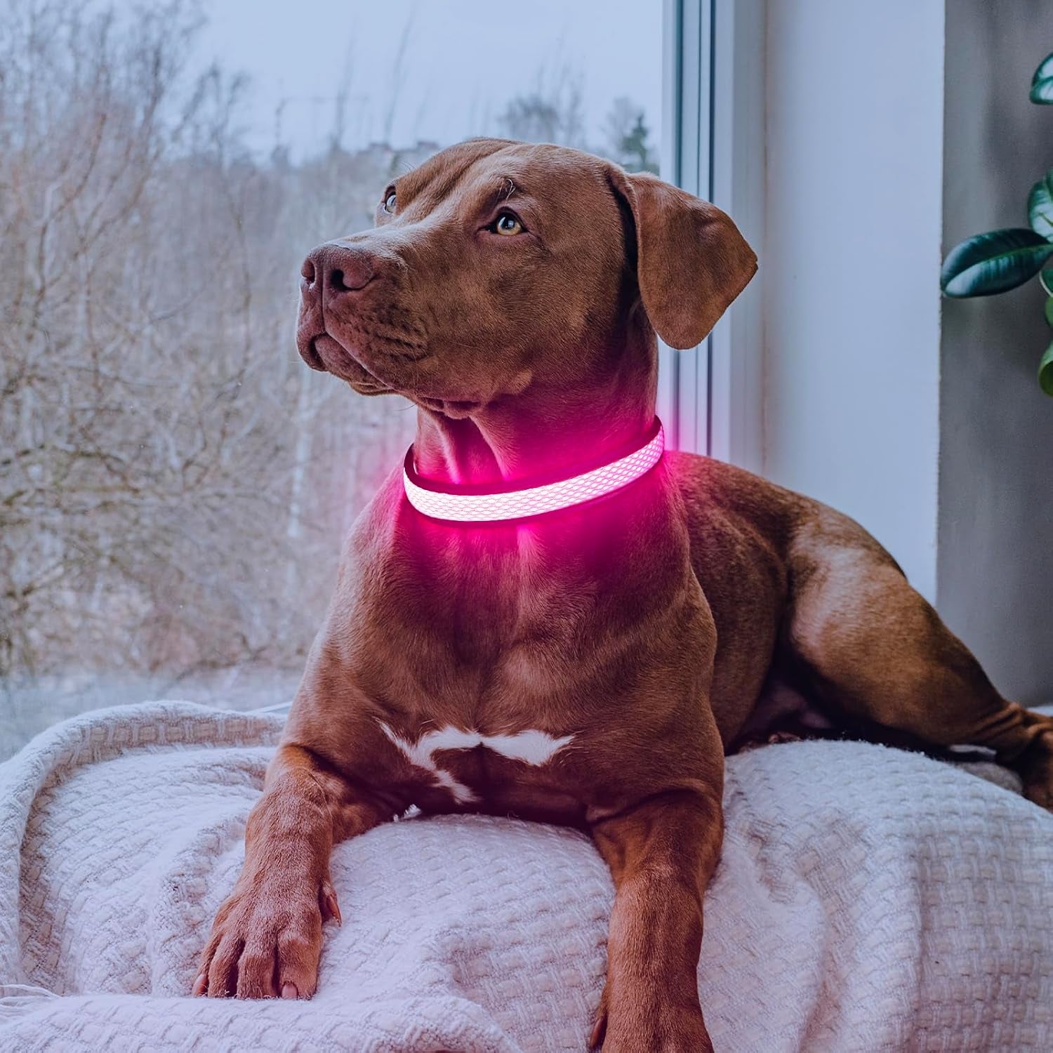 Higuard LED Light-Up Dog Collar | USB Rechargeable Glow Safety Collar | Nylon Webbing | Small, Medium & Large Dogs | 14"-20" (35.5-50.8cm) | Candy Pink