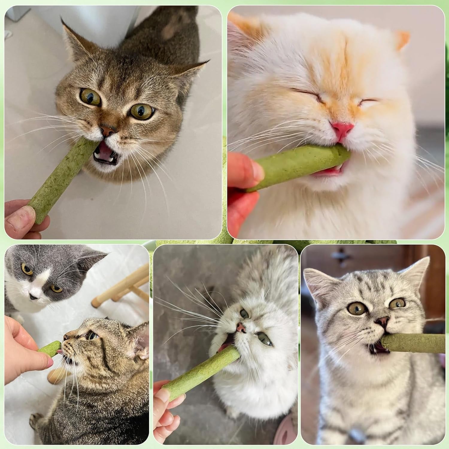 Freeze-Dried Cat Grass Stick Treats | Edible Dental Chew Toys for Cats & Kittens | Teeth Cleaning & Hairball Removal | 100g