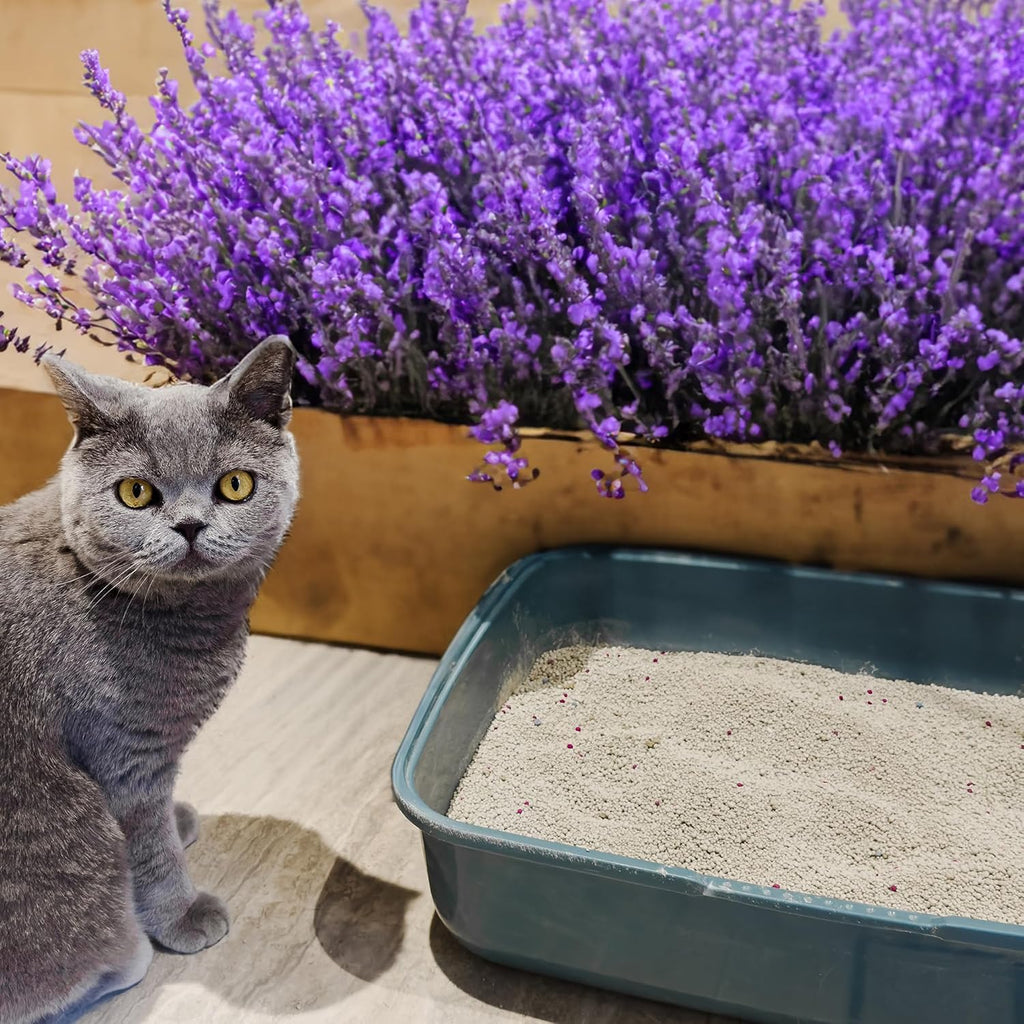 Lavender Cat & Kitten Litter, 15Kg - Long Lasting Clumping & Scoopable, Odour Neutraliser, Easy to Clean, Mild Lavender Scent
