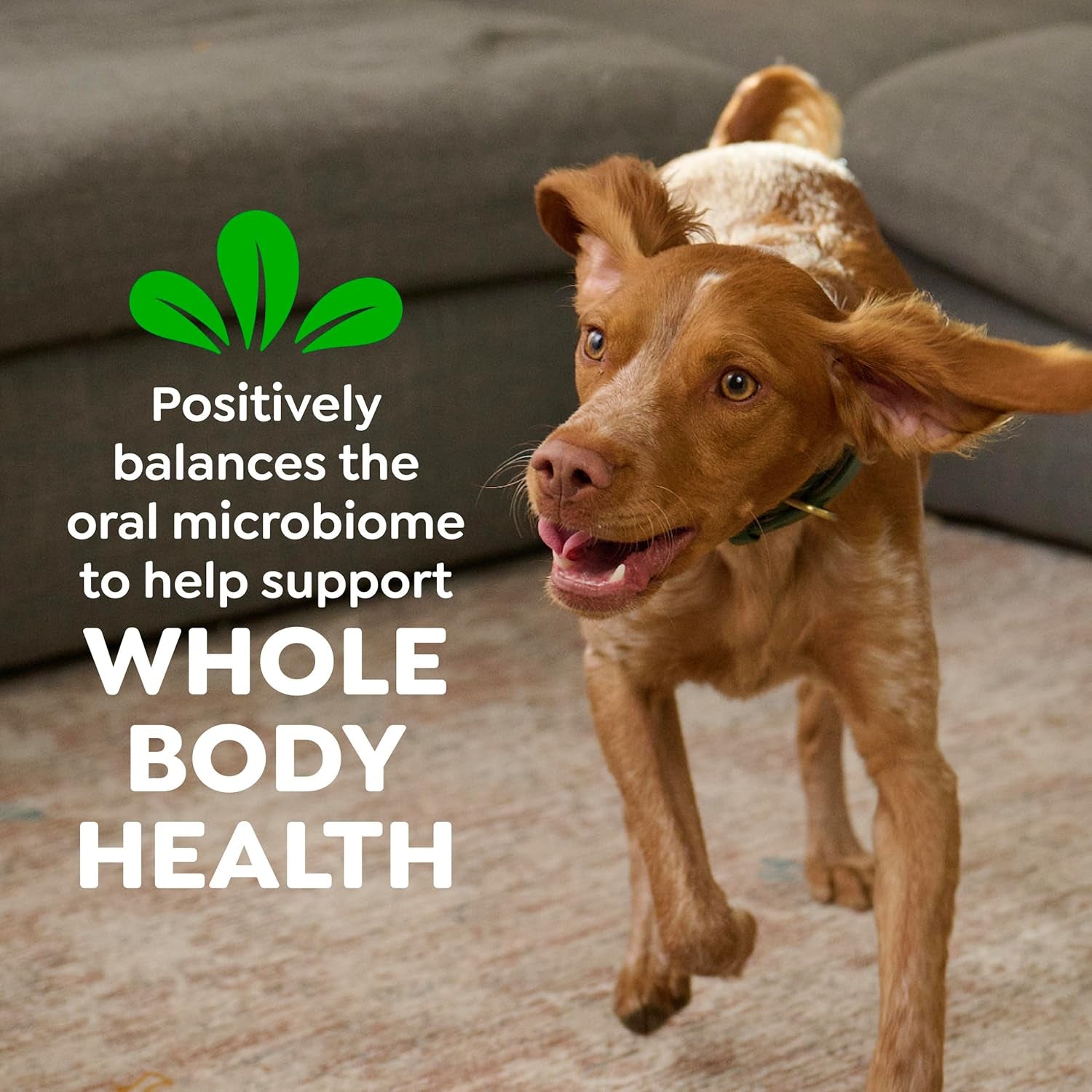 Canine Dental Dog Treats | Daily Oral Care Petite Chews | Tartar & Plaque Control | 60 Chews | 1.02kg Value Pack
