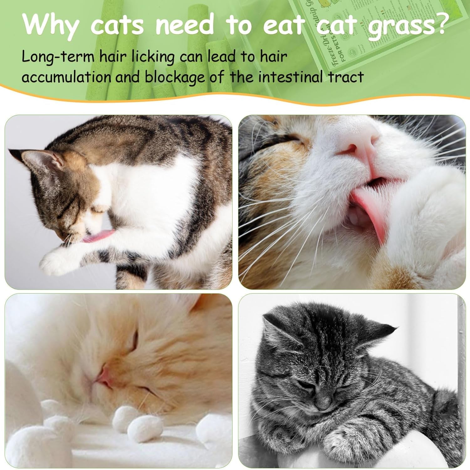 Freeze-Dried Cat Grass Stick Treats | Edible Dental Chew Toys for Cats & Kittens | Teeth Cleaning & Hairball Removal | 100g
